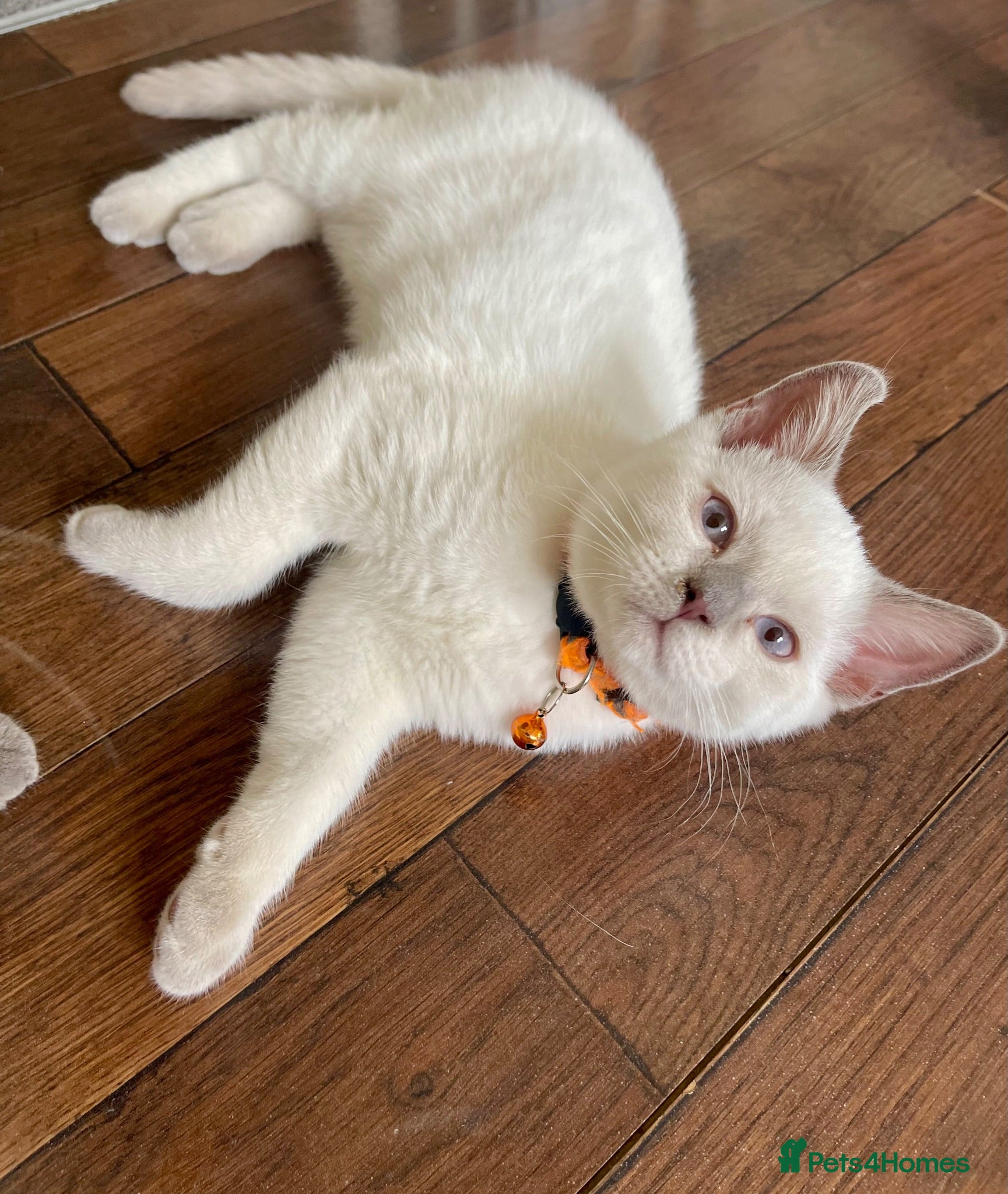 British Shorthair cats 💙 GCCF Pedigree Blue Colourpoint BSH Kitten - Advert 2