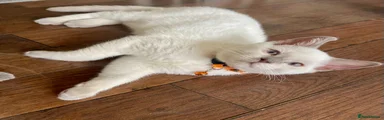 Snowfall - Boy (Orange Collar)