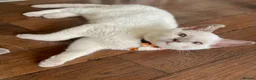 British Shorthair cats for sale: 💙 GCCF Pedigree Blue Colourpoint BSH Kitten - Advert 2