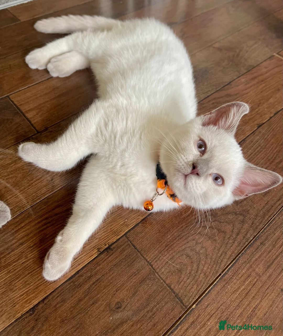 British Shorthair cats for sale: 💙 GCCF Pedigree Blue Colourpoint BSH Kitten - Advert 2