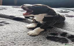 Mixed Breed dogs for sale: Cockerpoo puppys mini - Image 5