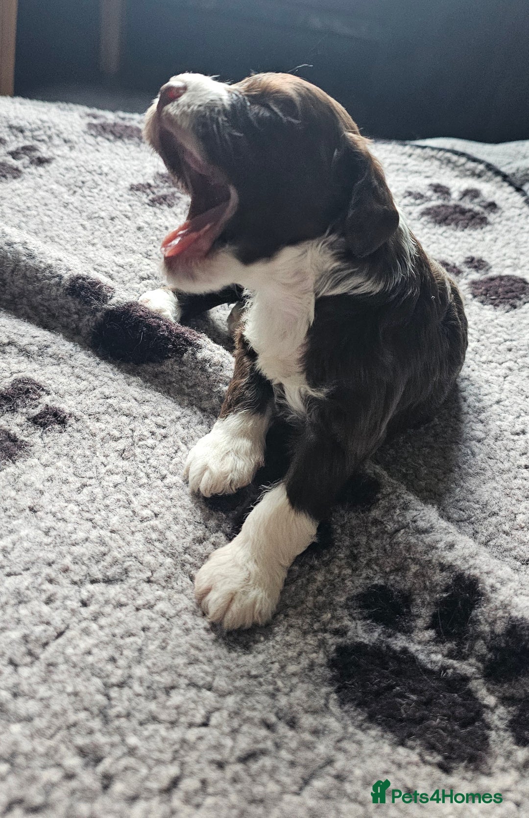 Mixed Breed dogs for sale: Cockerpoo puppys mini - Image 5
