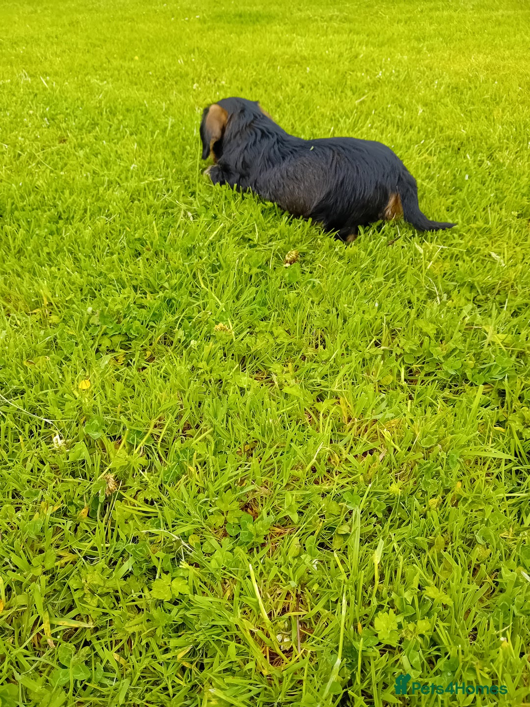 Dachshund dogs for sale: Beautiful little wirehaired teckle male pup in Lockerbie - Image 3