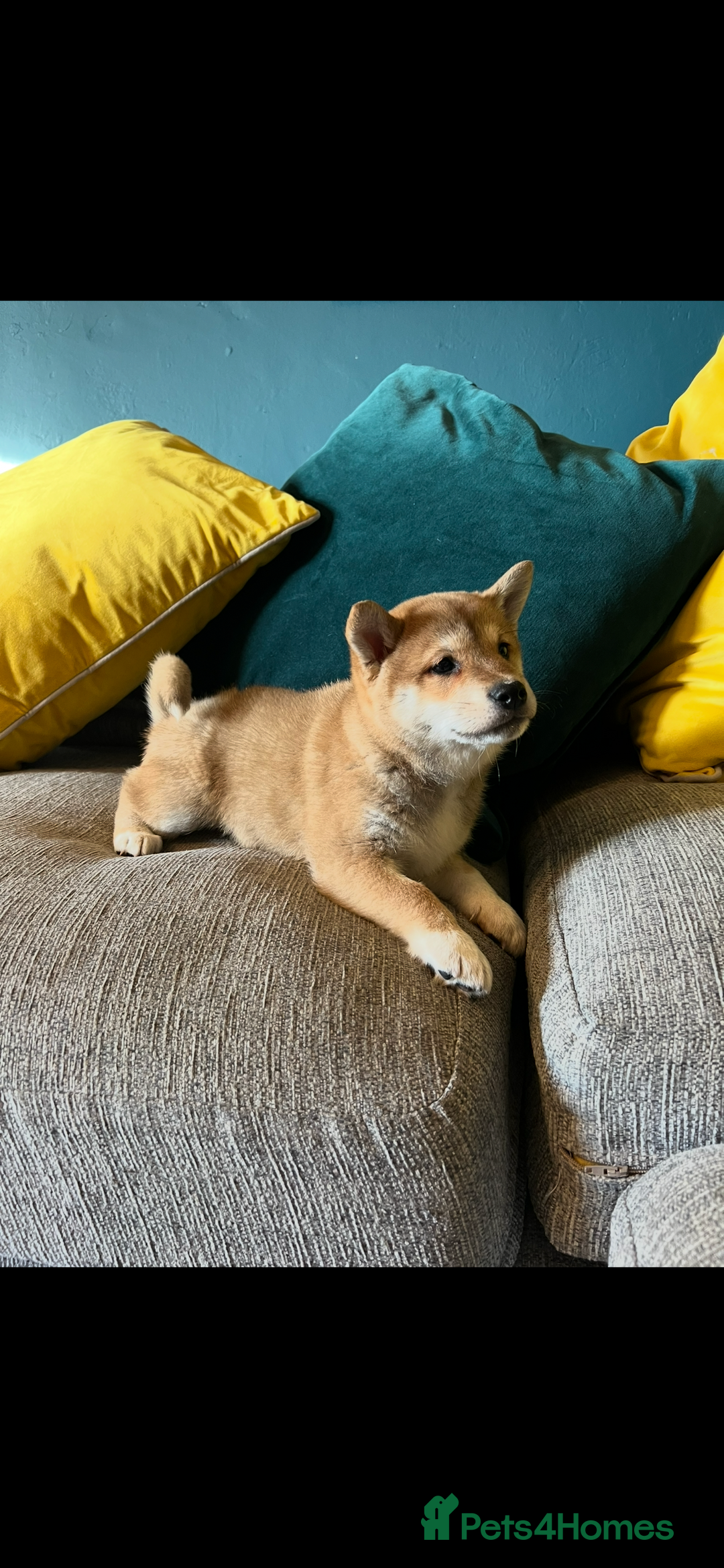 Japanese Shiba Inu dogs for sale: K.C reg Red Japanese Shiba Inu Puppies - Advert 2