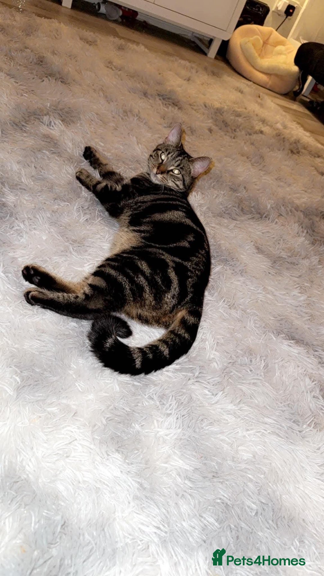Mixed Breed cats Female cat - Advert 4