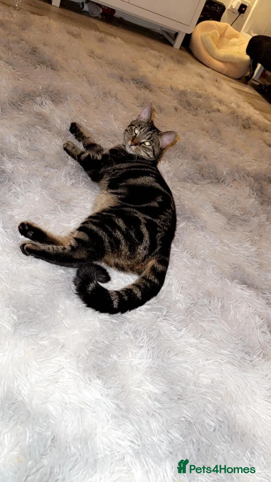 Mixed Breed cats for sale: Female cat in Scarborough - Advert 1