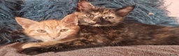 Mixed Breed cats for sale: 3 Ginger and 3 Callico kittens - Advert 1