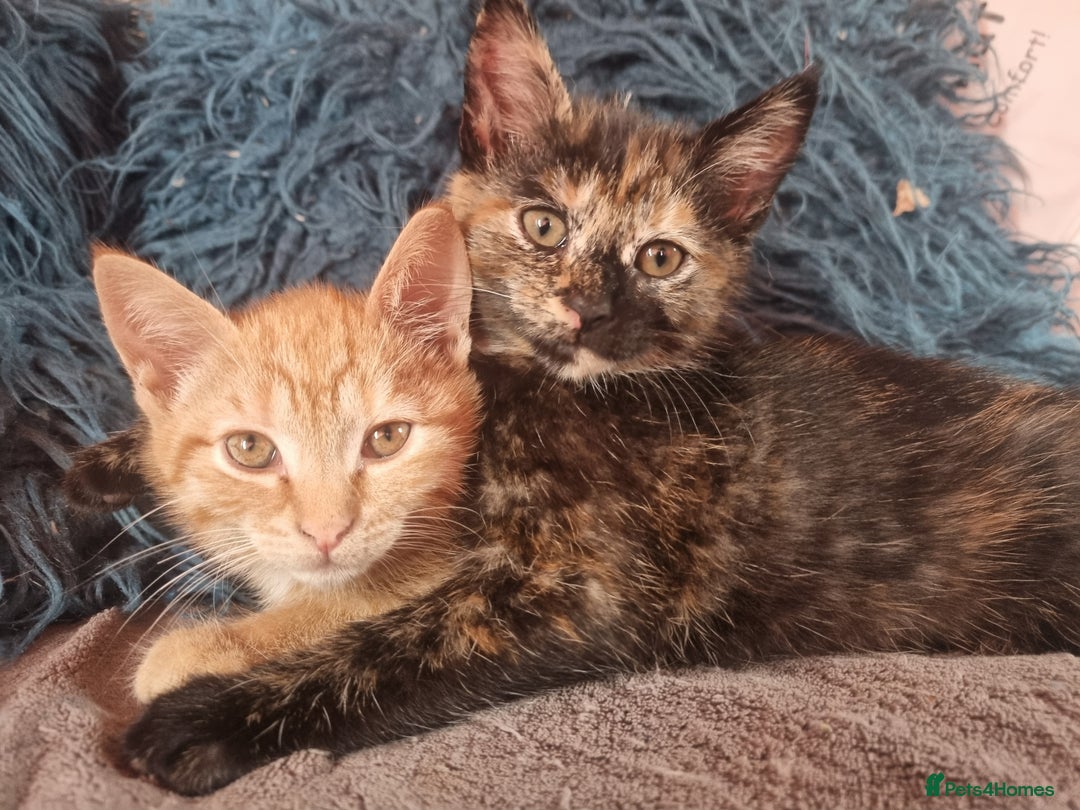 Mixed Breed cats for sale: 3 Ginger and 3 Callico kittens - Image 1
