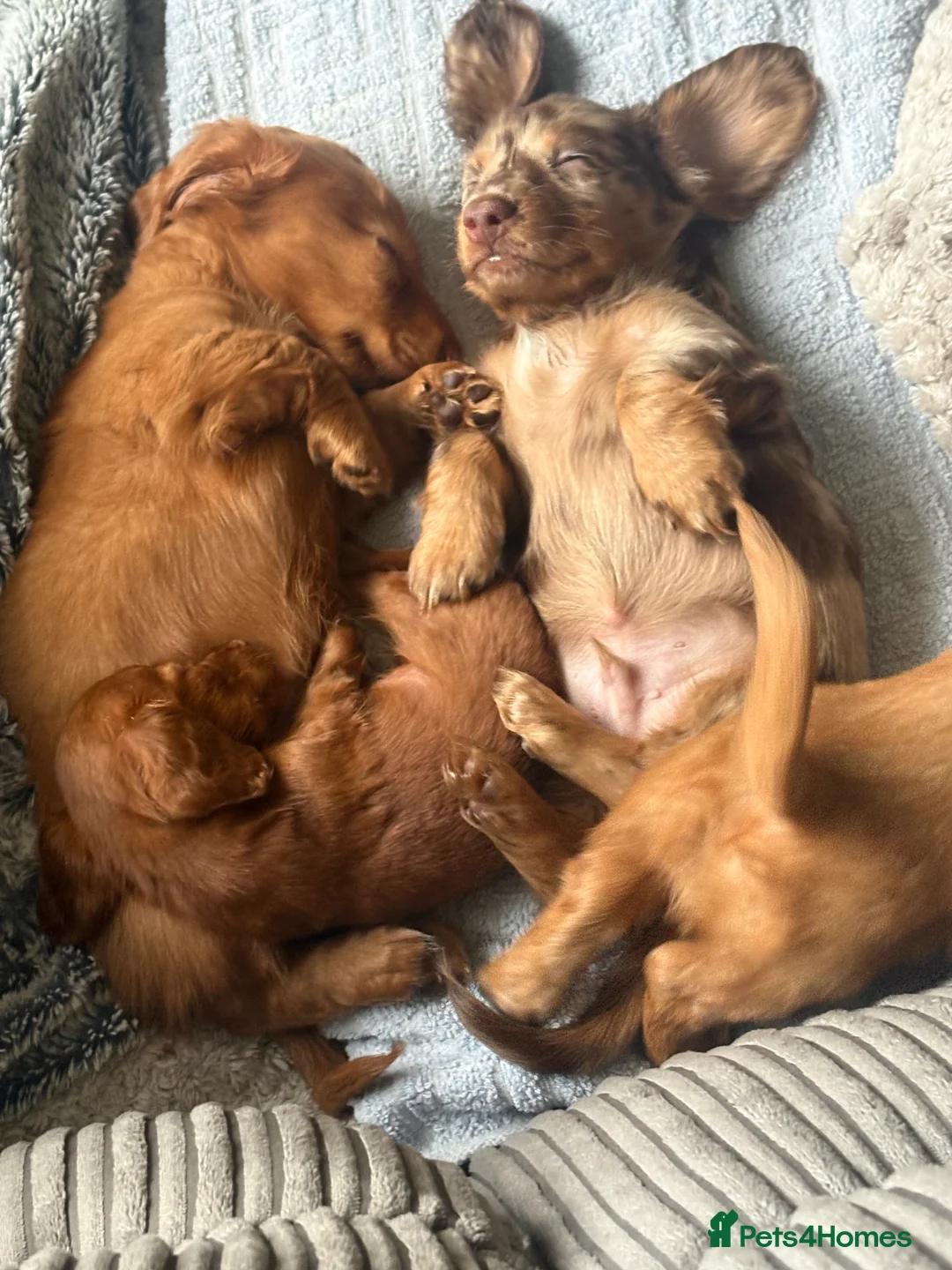 Dachshund dogs for sale: Long haired girl and left  - Advert 9