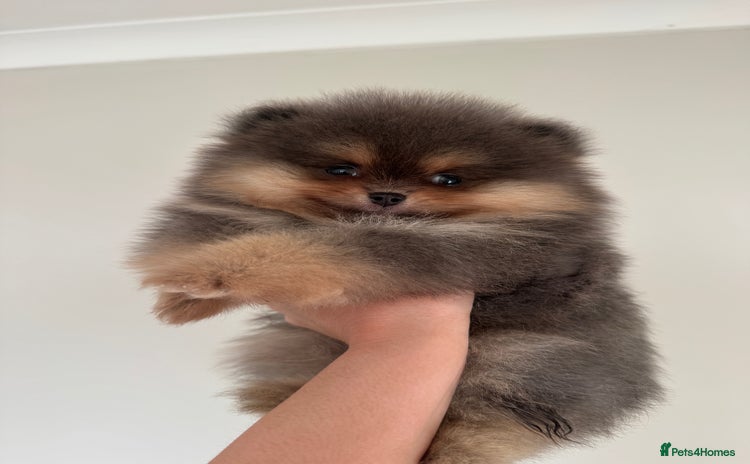 Pomeranian dogs - Advert 1