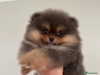 Pomeranian dogs - Advert 11