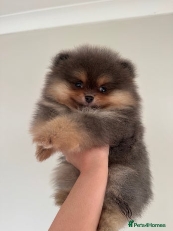 Pomeranian dogs - Advert 1