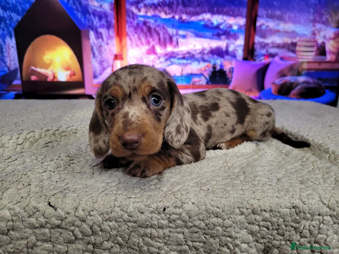 Dachshund dogs for stud: Piebald colored Dachshund for stud! in Preston - Advert 17