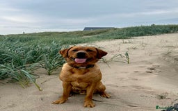 Labrador Retriever dogs for sale: Sykehead are expecting Fox Red lab pups  - Image 25