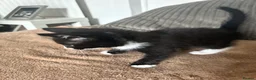 Mixed Breed cats for sale: 2 Female Kittens  in Reading - Advert 4