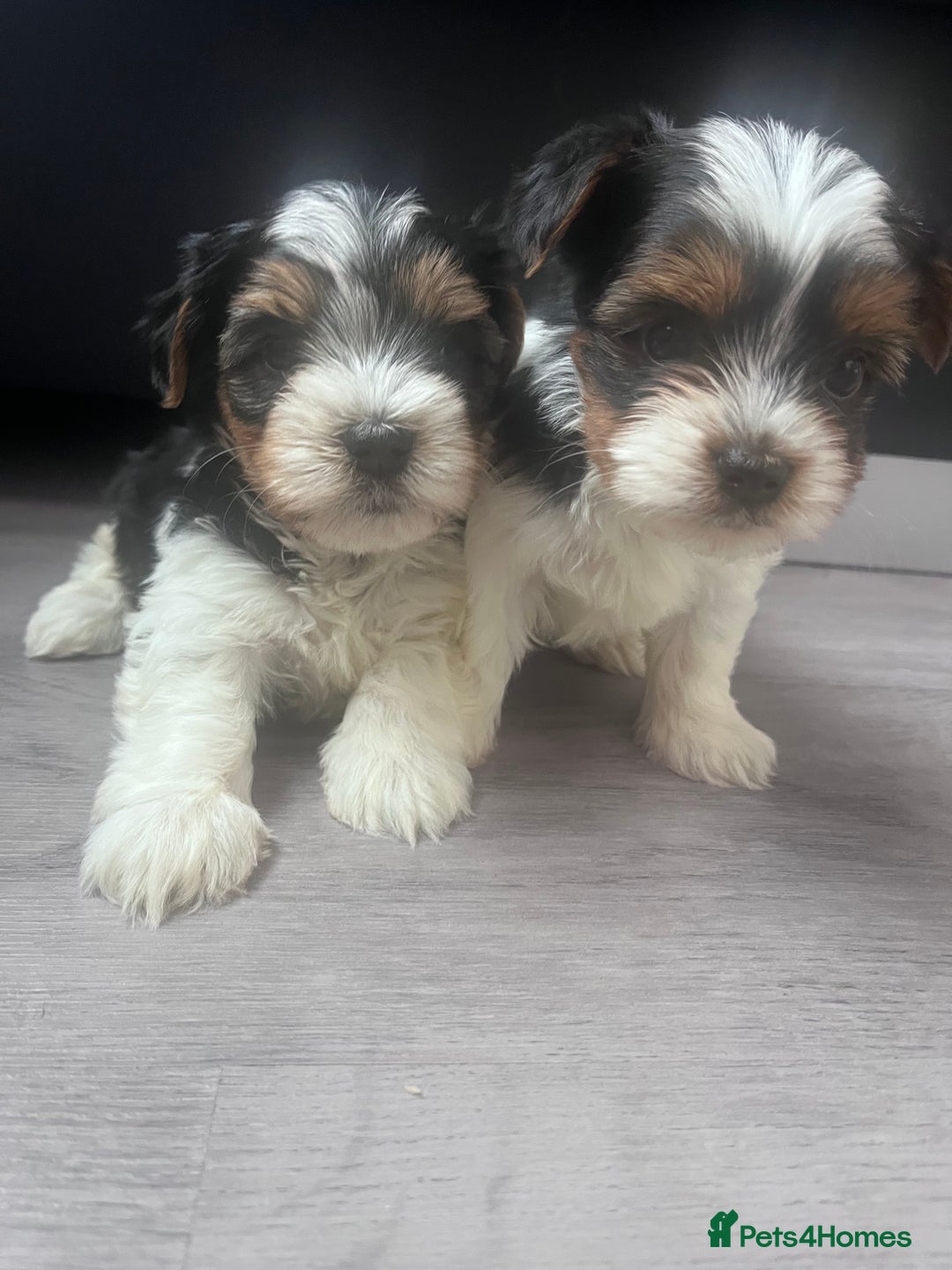 Biewer Terrier dogs for sale: *Last boy ready for new home*Pure Biewer Terriers - Advert 7
