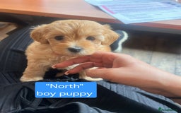 Maltipoo dogs for sale: So adorable and Tiny F1 Korean Maltipoo - Image 8