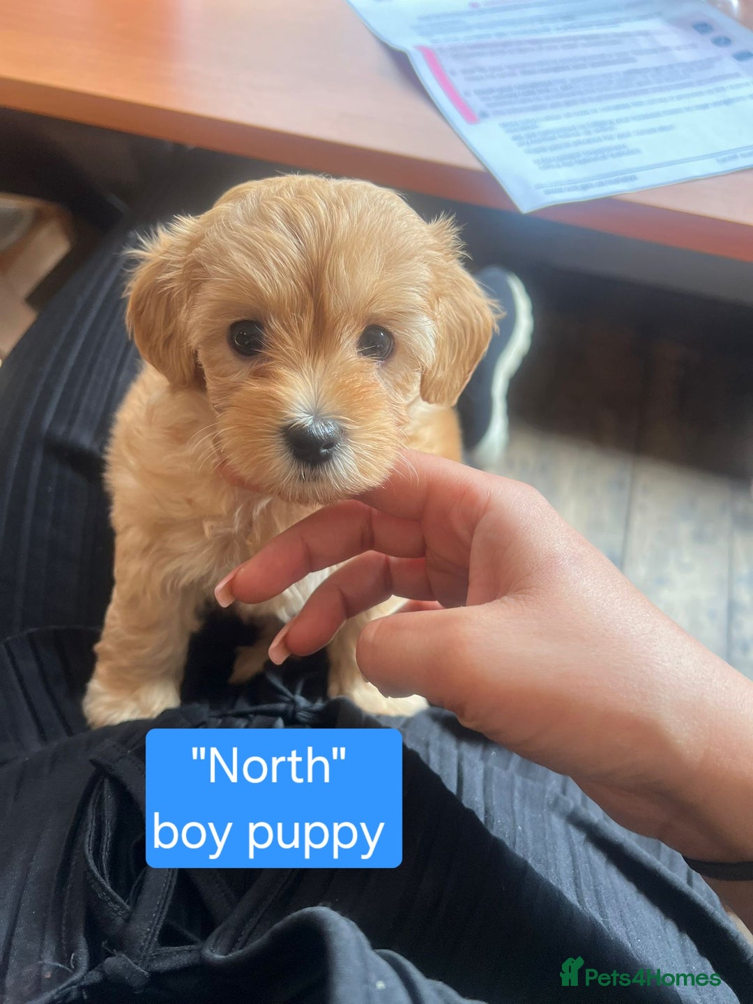 Maltipoo dogs for sale: So adorable and Tiny F1 Korean Maltipoo - Image 8