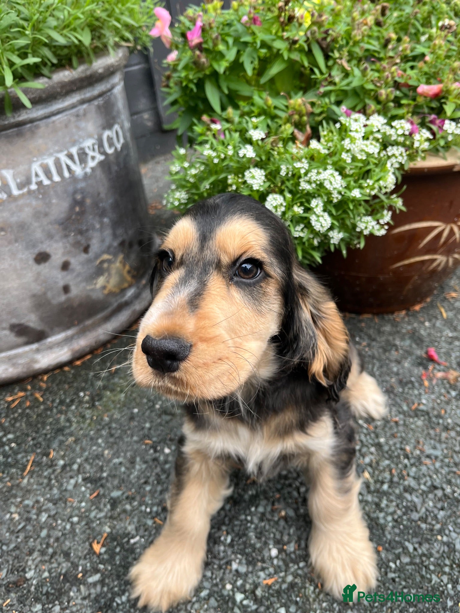Cocker Spaniel dogs  Kc reg show cockers last 3 remaining - Advert 2