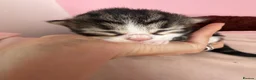 Mixed Breed cats for sale: 3 beautiful fluffy kittens - Advert 3