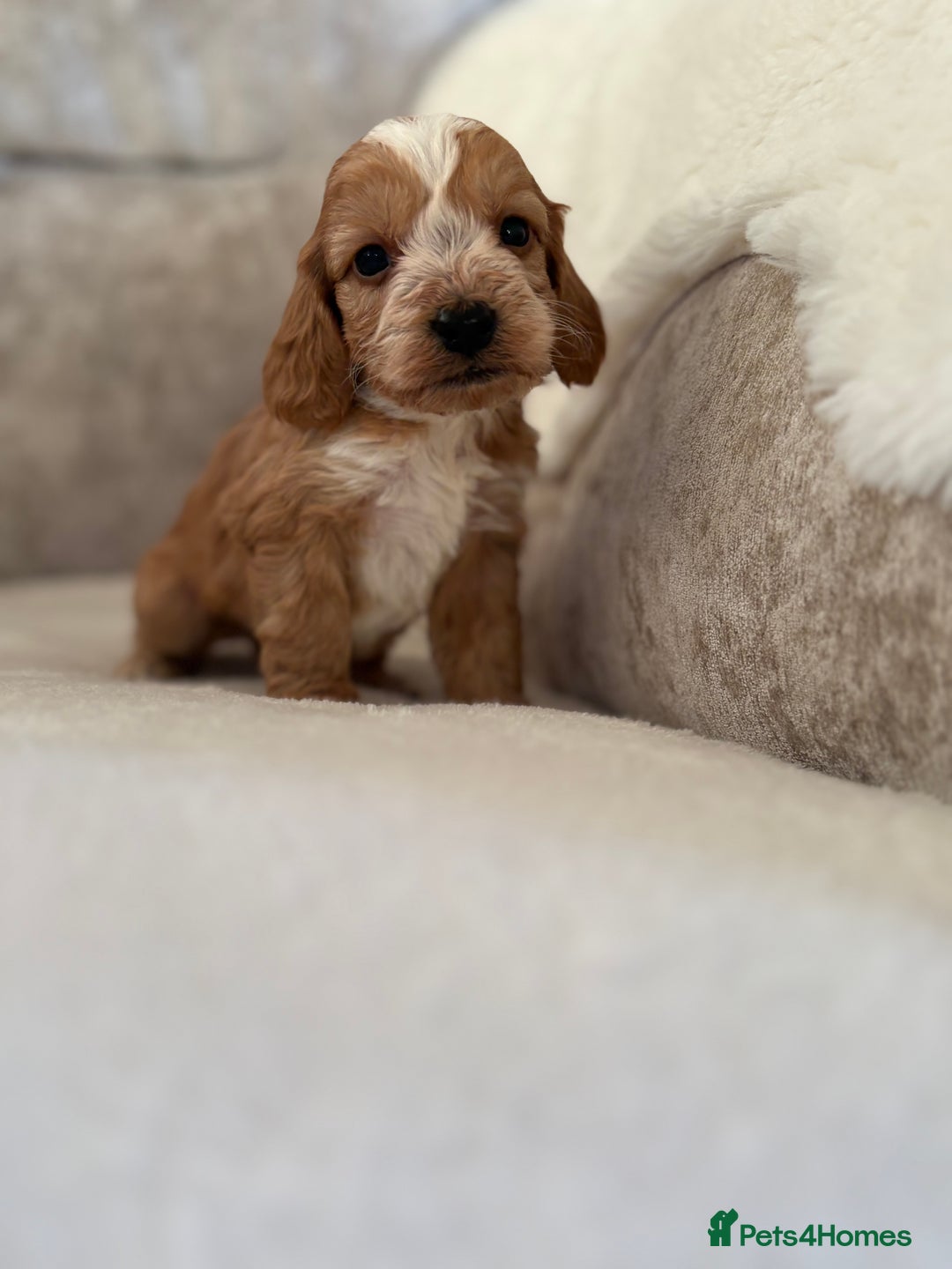 Cockapoo dogs for sale: F1 Cockapoo puppies - Advert 21