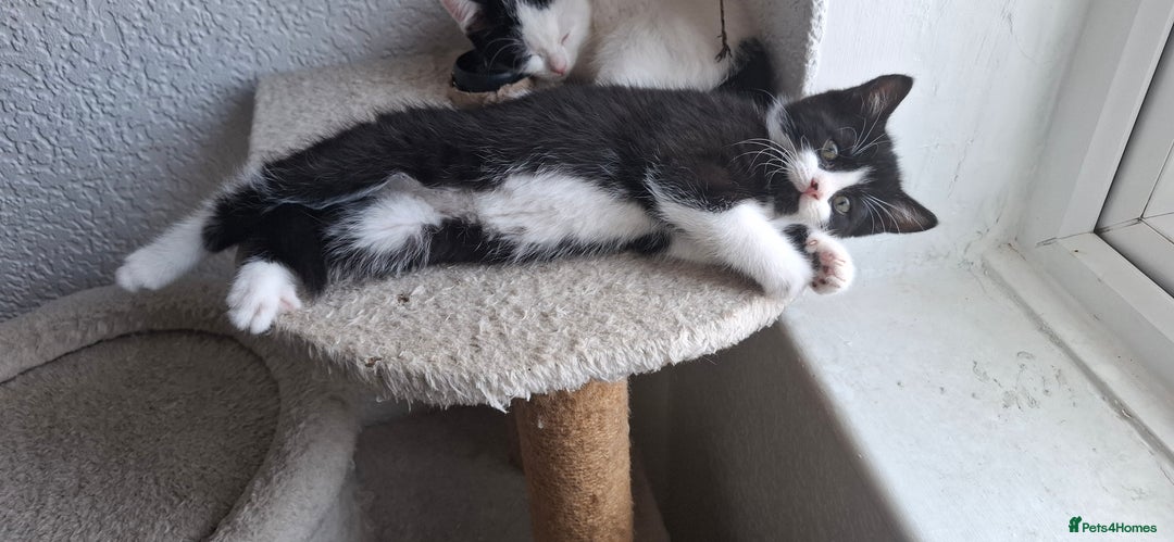 Mixed Breed cats for sale: Cute Furry Friends Ready to find new home. - Image 20
