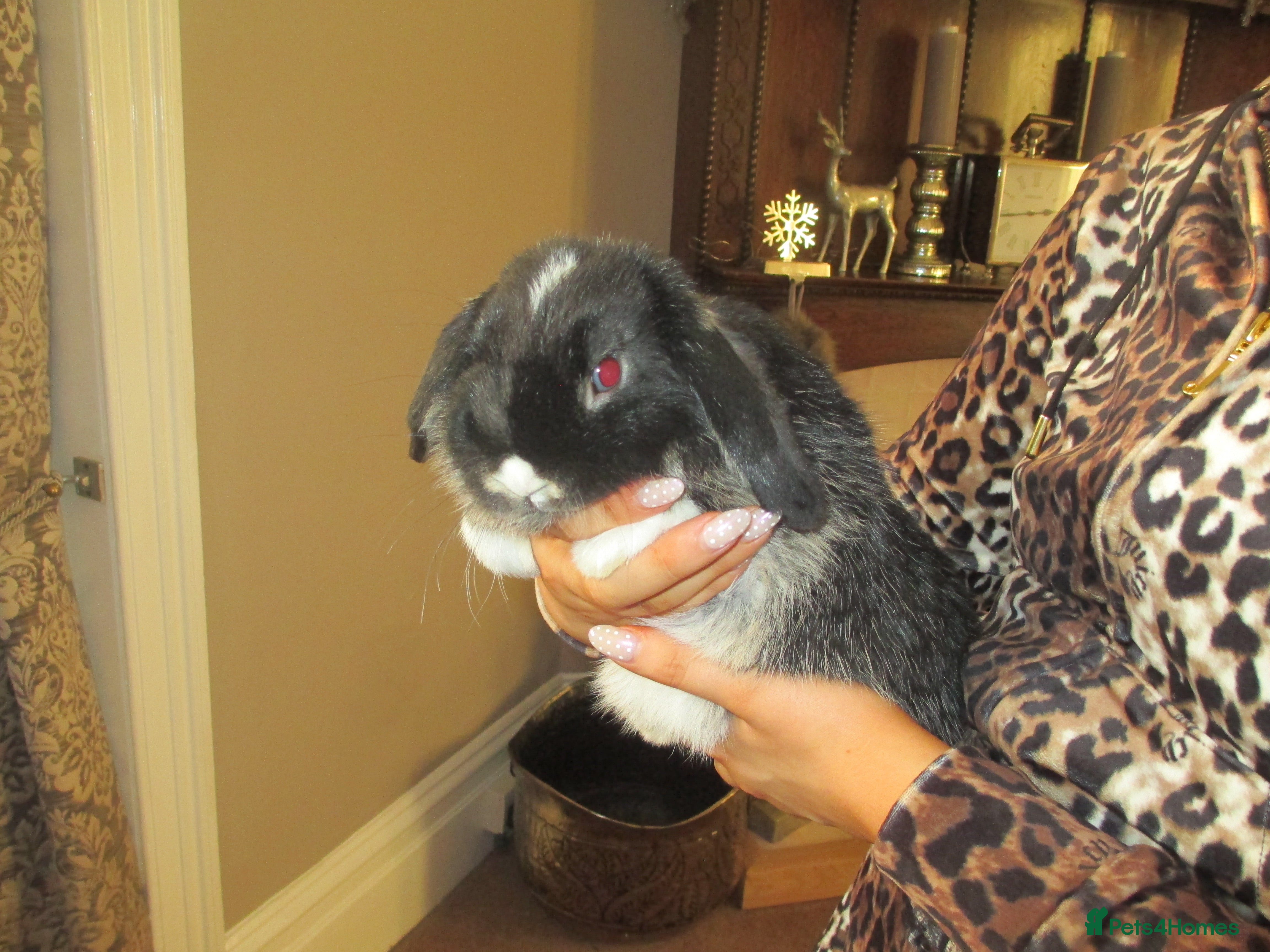Mini Lop rabbits Baby Mini Lops - Advert 16