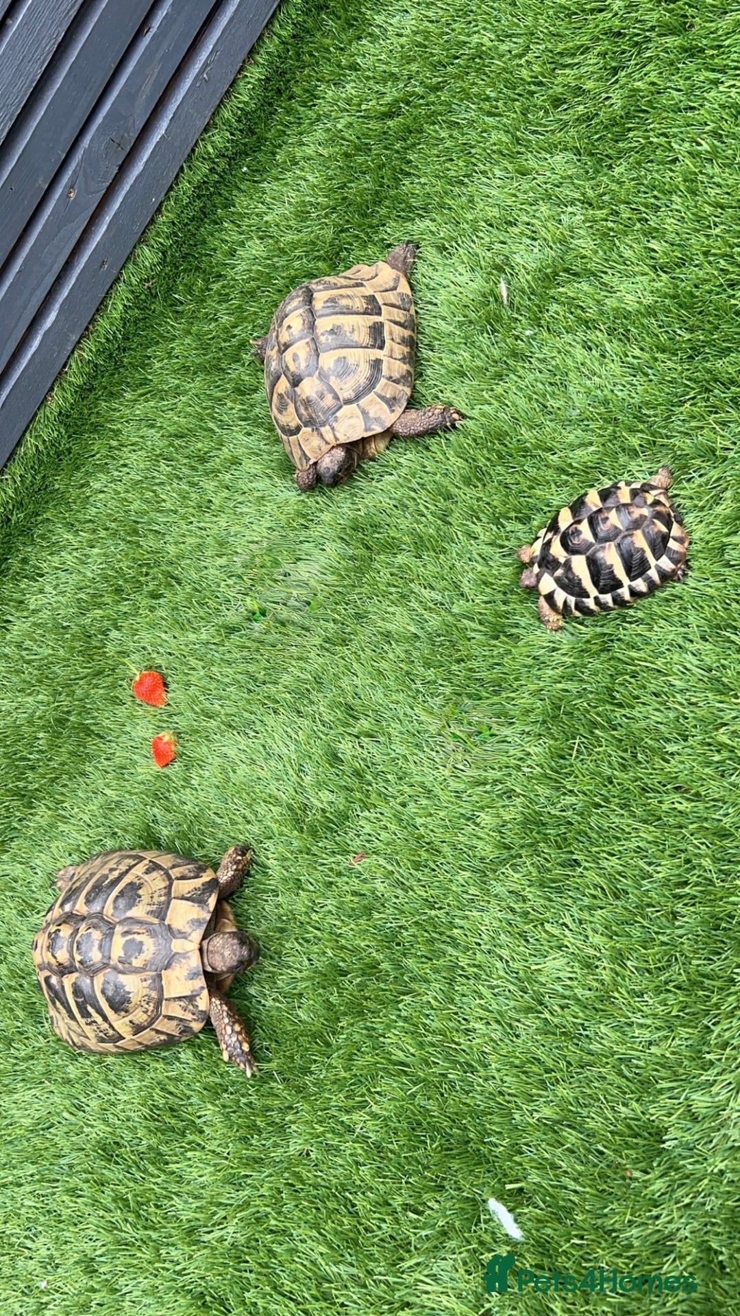Hermann Tortoise reptiles for sale: Breeding pair of Hermann tortoises and babies - Advert 5