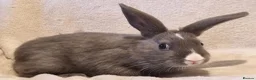 Mixed Breed rabbits for sale: Approximately 10 week old Baby Boy Bunnies - Advert 9