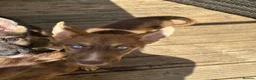 Shepsky dogs for sale: Stunning multi-coloured eyed puppies - Advert 33