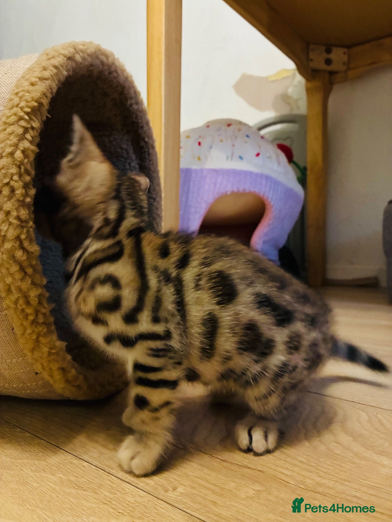 Bengal cats LAST ONE! Beautiful Bengal kittens .  - Advert 1