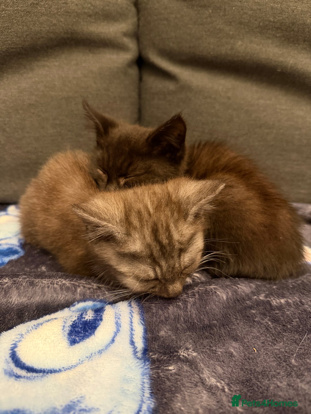 Mixed Breed cats for sale: 2 male kittens - Advert 4