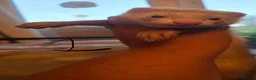 Ferret rodents for sale: Stunning part angora kits for sale in Cardiff - Advert 15