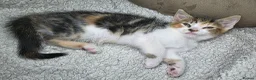 Mixed Breed cats for sale: Mixed breed kittens.  in Haddington - Advert 6