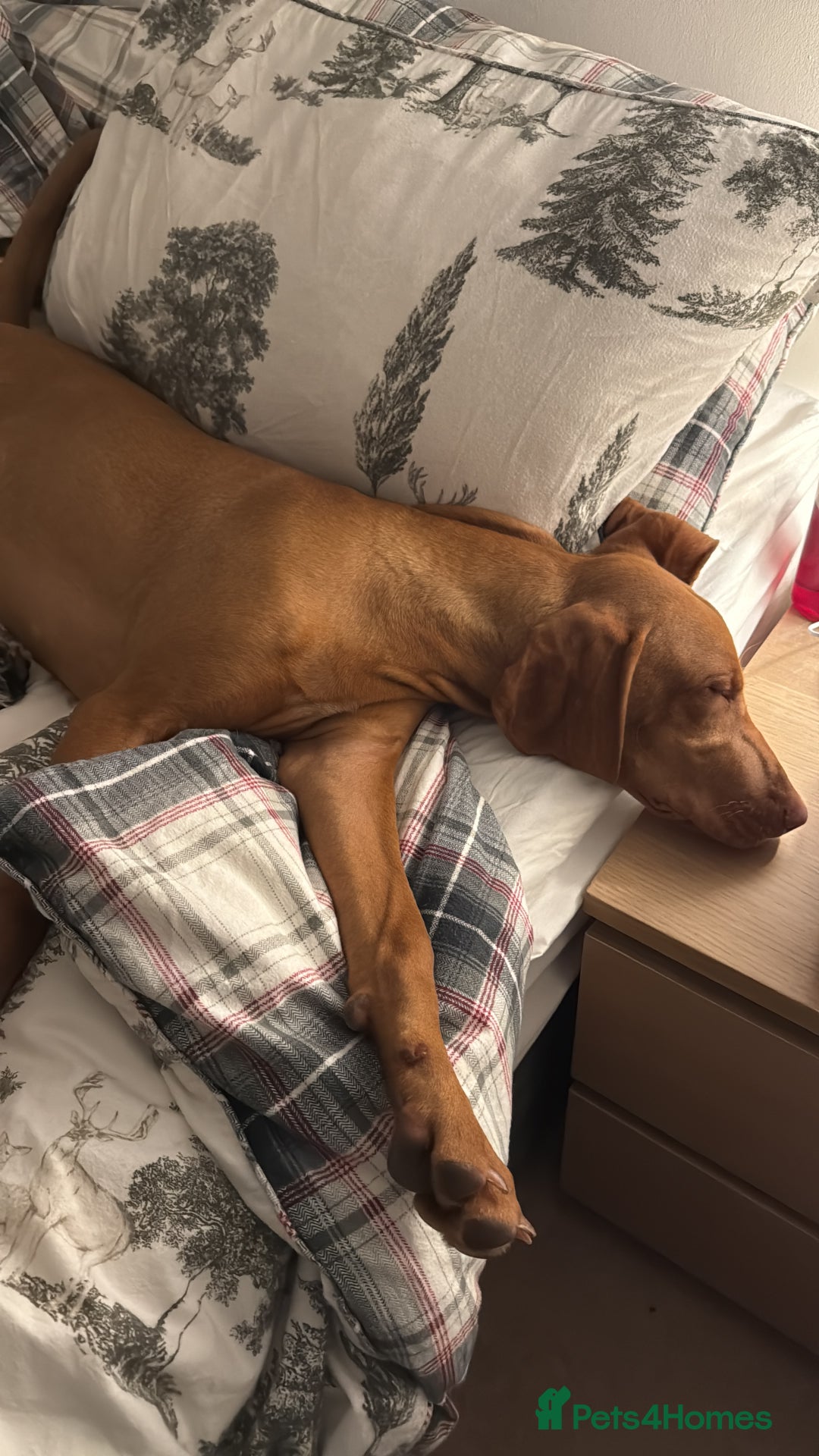 Hungarian Vizsla dogs for sale: Beautiful Hungarian Vizsla Bitch Puppy - Image 2