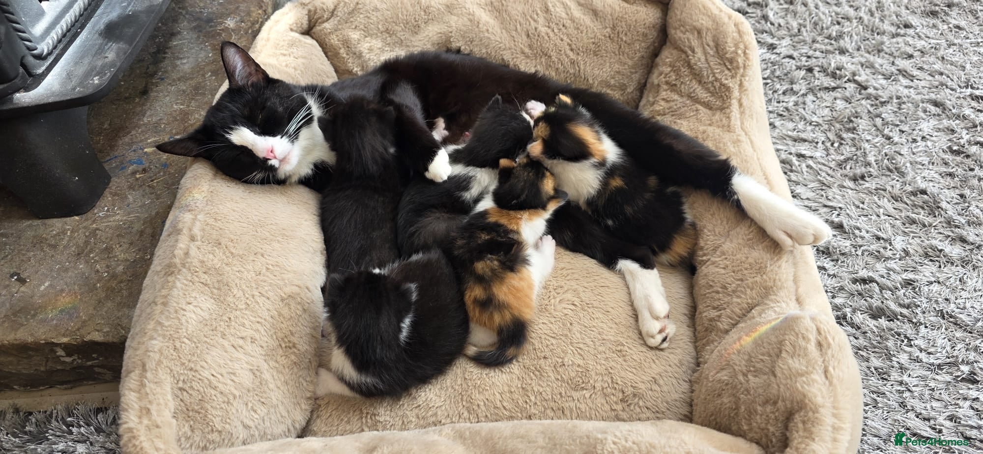 Domestic Shorthair cats for sale: 5 stunning black, ginger and white kittens - Advert 15