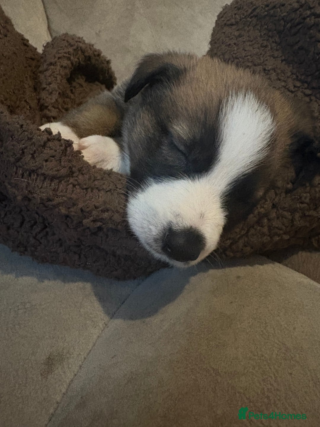 Mixed Breed dogs for sale: Lurcher x German Shepard puppies forsale - Image 9