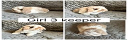 Mini Lop rabbits for sale: 2 beautiful baby mini lops ready to reserve - Advert 4