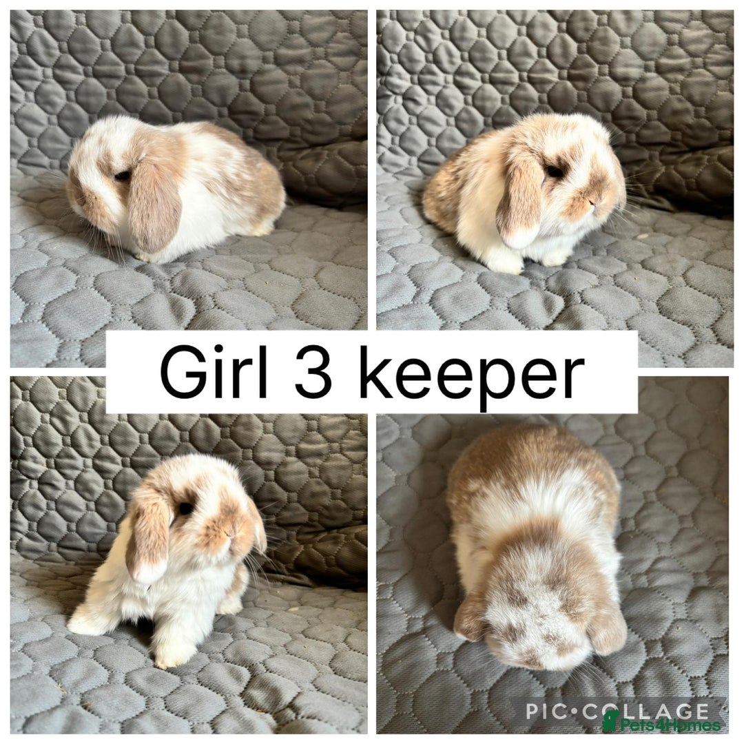 Mini Lop rabbits for sale: 2 beautiful baby mini lops ready to reserve - Advert 4