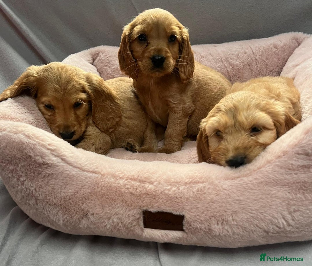 Cocker Spaniel dogs for sale: Crocker spaniel puppy's  - Image 9