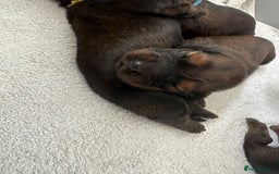 Dachshund dogs for sale: 5 beautiful long-haired Dachshunds pupps - Image 7