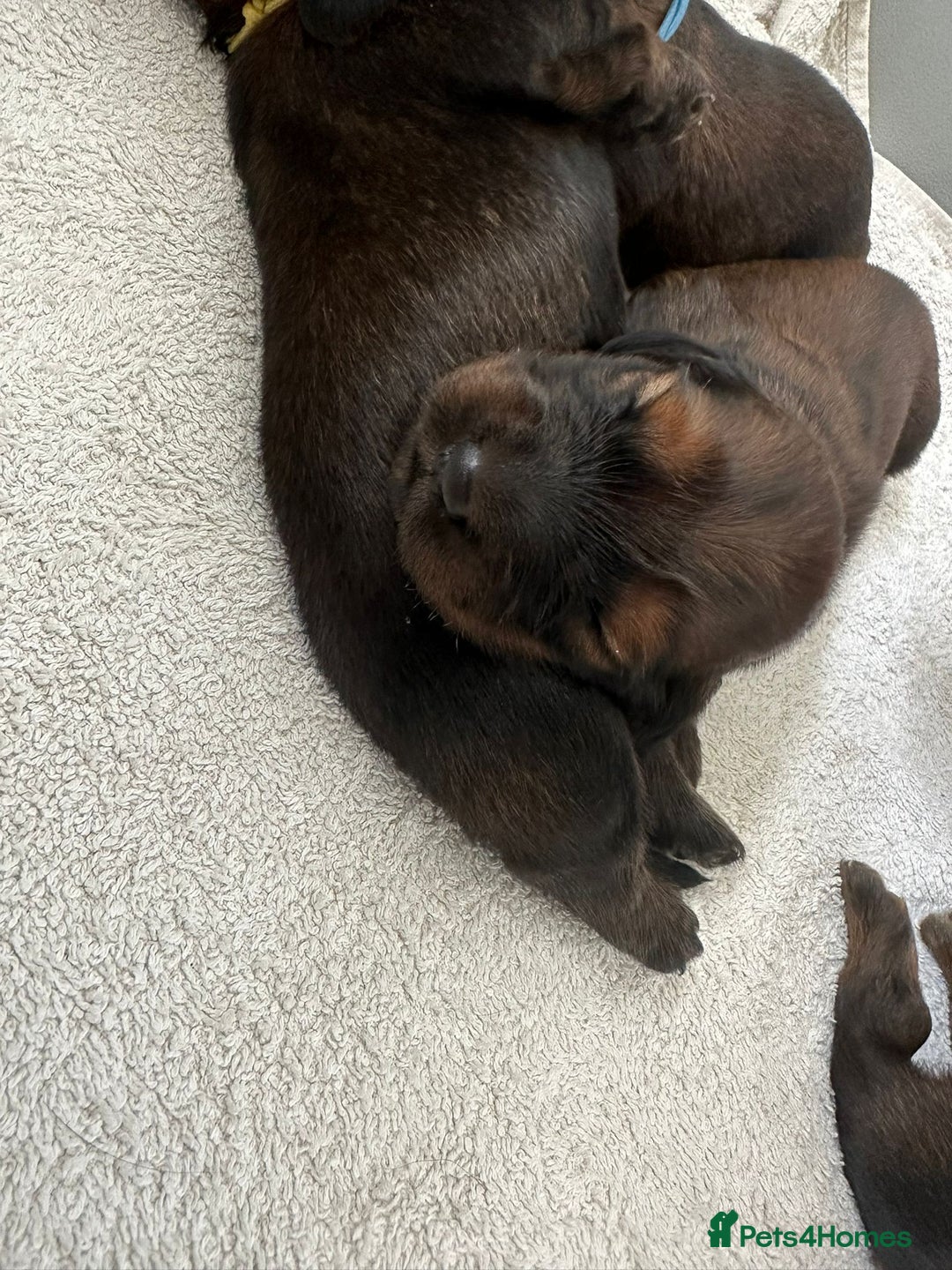 Dachshund dogs for sale: 5 beautiful long-haired Dachshunds pupps - Image 7