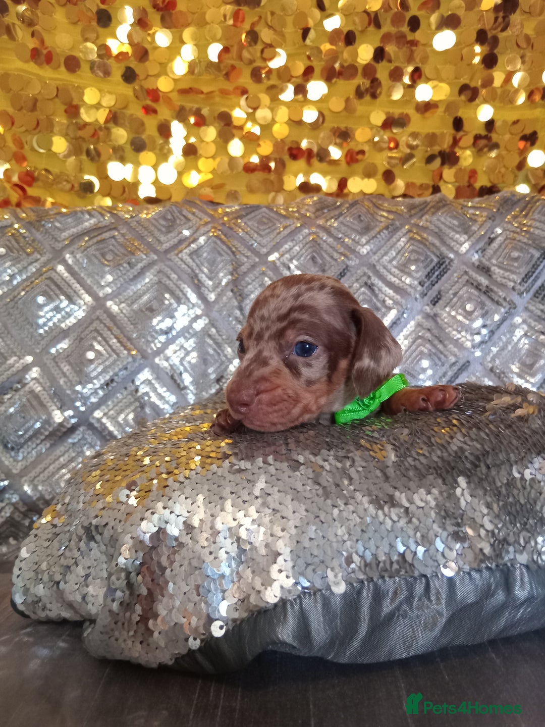 Miniature Dachshund dogs for sale: 7 MINIATURE DUSCHUND PUPPIES 🐶  - Image 21