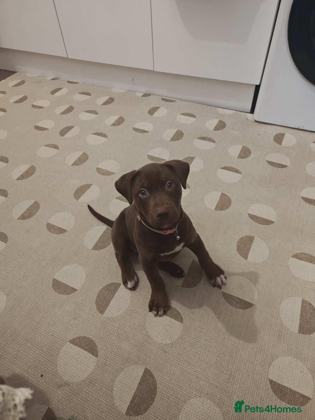 Mixed Breed dogs for sale: Female Brown Puppy last of litter  - Advert 2