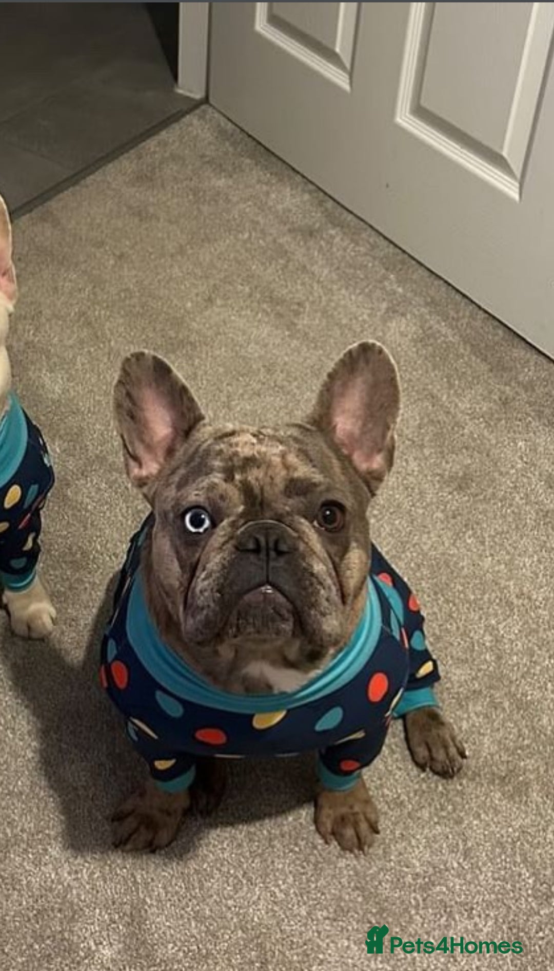 French Bulldog dogs for sale: Multi Coloured Merle French Bulldog Pups  - Advert 1