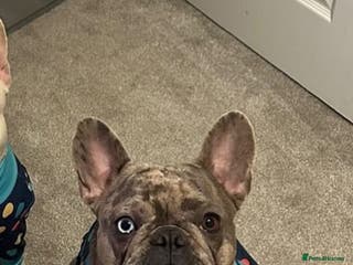 French Bulldog dogs Multi Coloured Merle French Bulldog Pups - Advert 13