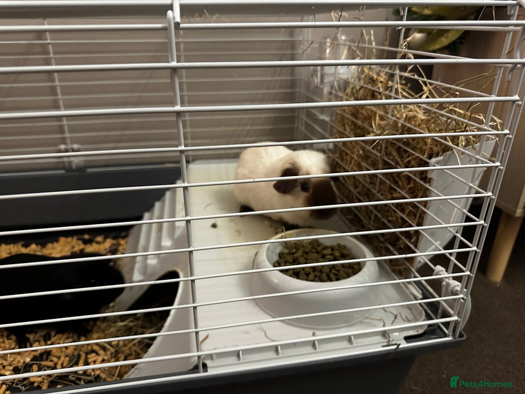 Guinea Pig rodents for sale: 2 Male Guinea Pigs - Advert 7