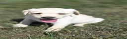 Labrador Retriever dogs for sale: Gorgeous mixed litter of golden Labrador puppies  - Advert 1