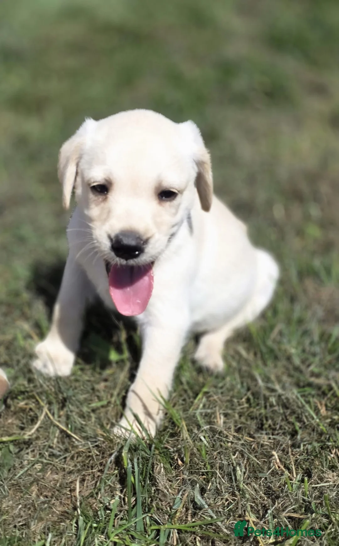 Labrador Retriever dogs for sale: Gorgeous mixed litter of golden Labrador puppies  - Advert 1