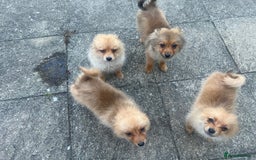 German Spitz dogs for sale: 4x Beautiful German Spitz Pomeranian Puppies  - Image 35